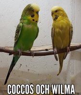 undulater Coccos och Wilma