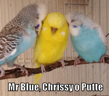 Undulater Mr Blue Chrissy och Putte