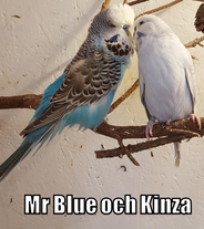 Undu7later Mr Blue och Kinza