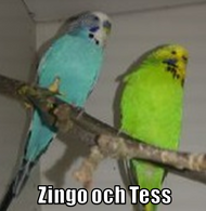 Undulater Zingo och Tess