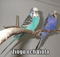 Undulater Zingo och Viola