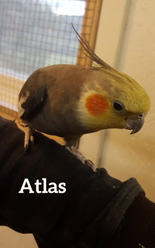 Atlas Normalgrå Född 2016 efter Gillis och Ingeborg