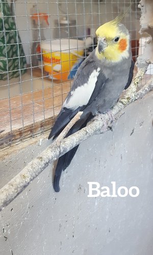 Baloo Normalgrå, omplacering från Finspång 2020 Född 2007 ?