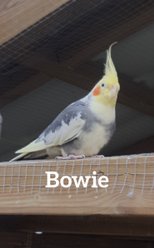Bowie Brokig Född 2012 Ringnr: 3477 P-S efter Ernie och Grays död Dec 2023