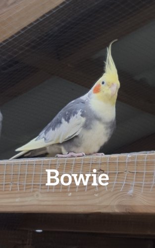 Bowie Brokig Född 2012 efter Ernie och Grays