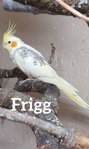 Frigg Brokig född 2016 Ringnr: 3450 P-S efter Sheldon och Kickan