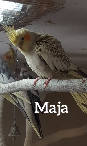 Maja Pärl, Född 2018  Ringnr: 26 STF 138 18    efter Freddy och Ada