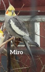 Miro Normalgrå kom till oss 2018 hittefågel från Marie i Stockholm