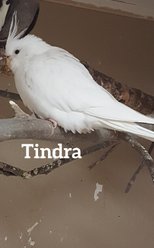 Tindra Vithuvad Albino född 2018 efter Gunnar och Nova flyttat till  Jan Molinder i Motala