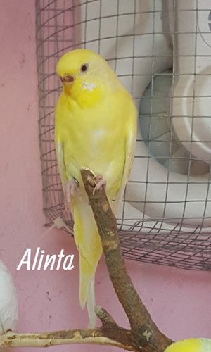 Alinta Gulmaskad Albino Ringnr: 4329 L-S  född 2018 efter Sixten och Penny