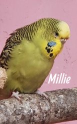 Millie Normalgrön Undulat efter Coccos och Vilma född 2018. Död 2023