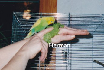 Herman, undulaten som blev starten på vår uppfödning