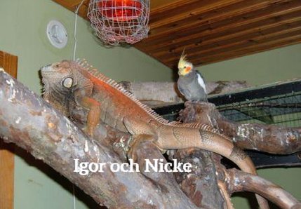 Vår underbara Leguan Igor och Nymfkakaduan Nicke