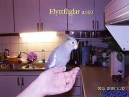 Flyttfåglar 2010