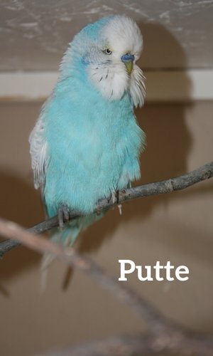 Putte Himmelsblå född 2014 efter Mr Blue och Chrissy