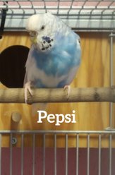 Pepsi Dominantbrokig Blå född 2014 kom till oss från Therese Wall i Mjölby 2019 och dog 2021