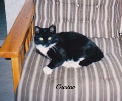 Katten Gustav