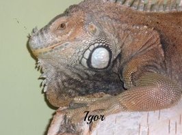 Leguan Igor