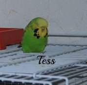 Undulat Tess